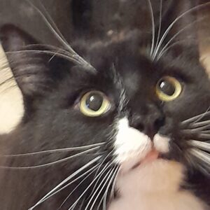 Asgard Ch Meriadoc Brandybuck male