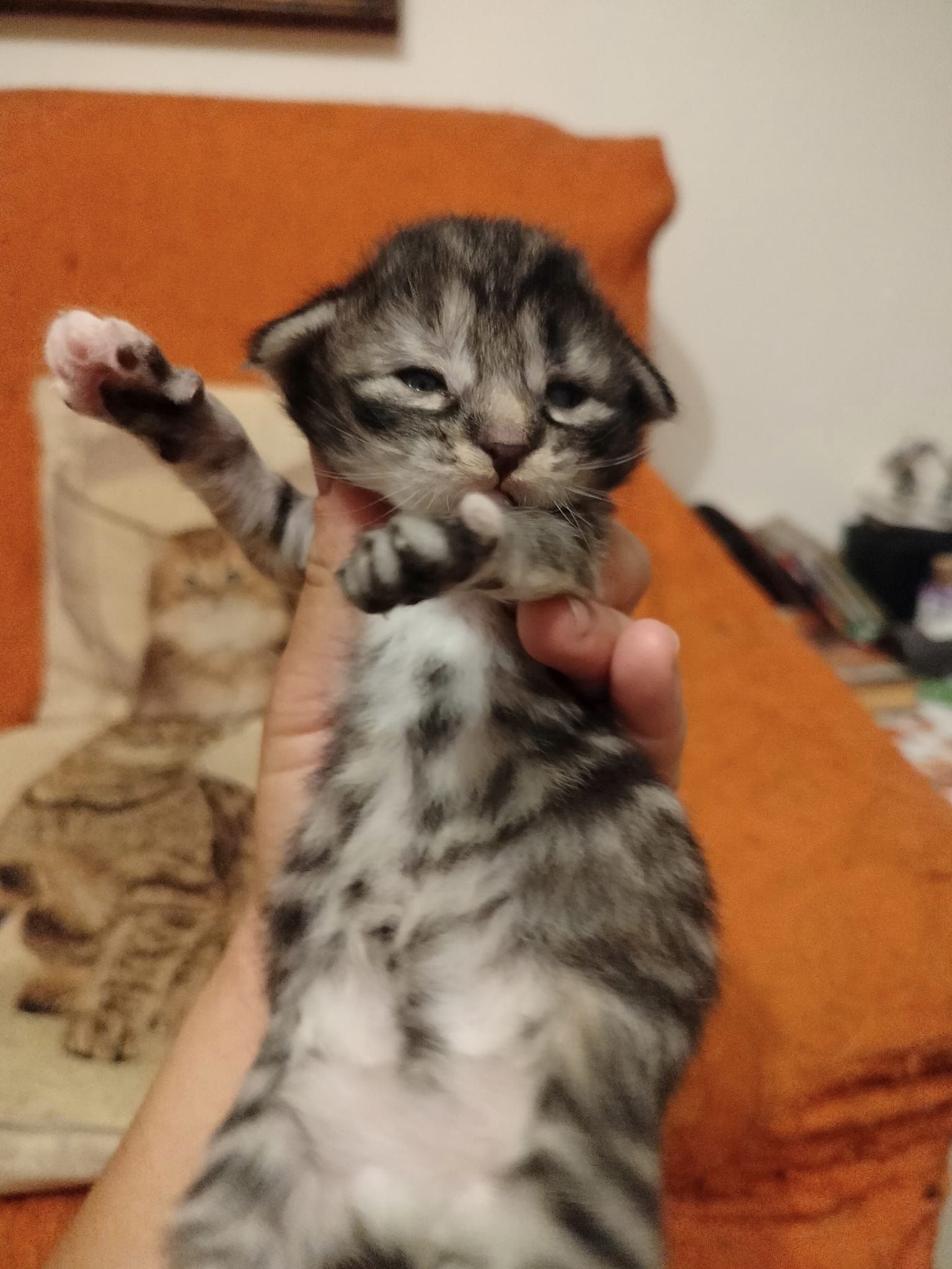 Asgard Meissa Orionis