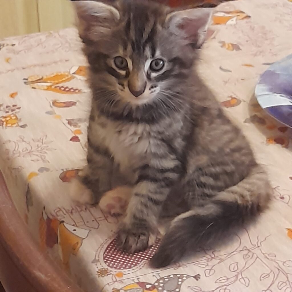Asgard Meissa Orionis